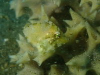 Acreichthys tomentosus Air Bajo I, Lembeh. Acreichthys tomentosus,Bristle-tail filefish,Geotagged,Indonesia,Spring