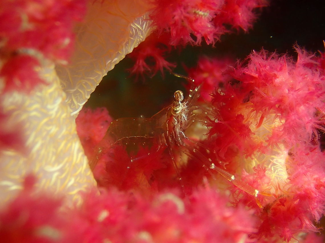 Cuapetes grandis Air Bajo I, Lembeh. Sitting on a carnation coral, Dendronephthya sp.<br />
<figure class="photo"><a href="https://www.jungledragon.com/image/80886/cuapetes_grandis.html" title="Cuapetes grandis"><img src="https://s3.amazonaws.com/media.jungledragon.com/images/2298/80886_thumb.JPG?AWSAccessKeyId=05GMT0V3GWVNE7GGM1R2&Expires=1759968010&Signature=L8lySiiINVlaReujfzQS74QC5LU%3D" width="200" height="150" alt="Cuapetes grandis Air Bajo I, Lembeh. Black and Silver Cuapetes shrimp,Cuapetes grandis,Geotagged,Indonesia,Spring" /></a></figure><br />
<figure class="photo"><a href="https://www.jungledragon.com/image/80887/cuapetes_grandis.html" title="Cuapetes grandis"><img src="https://s3.amazonaws.com/media.jungledragon.com/images/2298/80887_thumb.JPG?AWSAccessKeyId=05GMT0V3GWVNE7GGM1R2&Expires=1759968010&Signature=0CUKQD27wHdZdPTBXFzyL5d6mG8%3D" width="200" height="150" alt="Cuapetes grandis Air Bajo I, Lembeh. Black and Silver Cuapetes shrimp,Cuapetes grandis,Geotagged,Indonesia,Spring" /></a></figure> Black and Silver Cuapetes shrimp,Cuapetes grandis,Geotagged,Indonesia,Spring