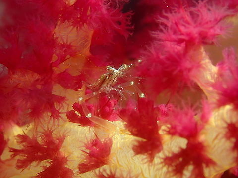 Cuapetes grandis Air Bajo I, Lembeh. Black and Silver Cuapetes shrimp,Cuapetes grandis,Geotagged,Indonesia,Spring