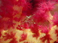 Cuapetes grandis Air Bajo I, Lembeh. Black and Silver Cuapetes shrimp,Cuapetes grandis,Geotagged,Indonesia,Spring