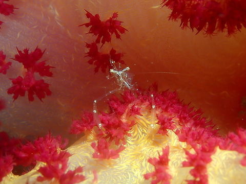 Cuapetes grandis Air Bajo I, Lembeh. Black and Silver Cuapetes shrimp,Cuapetes grandis,Geotagged,Indonesia,Spring