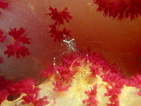 Cuapetes grandis Air Bajo I, Lembeh. Black and Silver Cuapetes shrimp,Cuapetes grandis,Geotagged,Indonesia,Spring