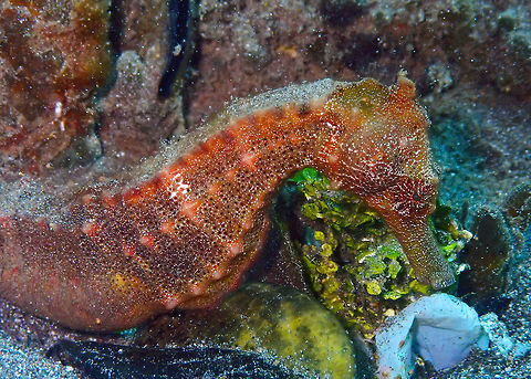 Hippocampus kuda Air Bajo I, Lembeh. Geotagged,Hippocampus kuda,Indonesia,Spring,Yellow seahorse