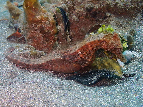 Hippocampus kuda - full body Air Bajo I, Lembeh. Geotagged,Hippocampus kuda,Indonesia,Spring,Yellow seahorse