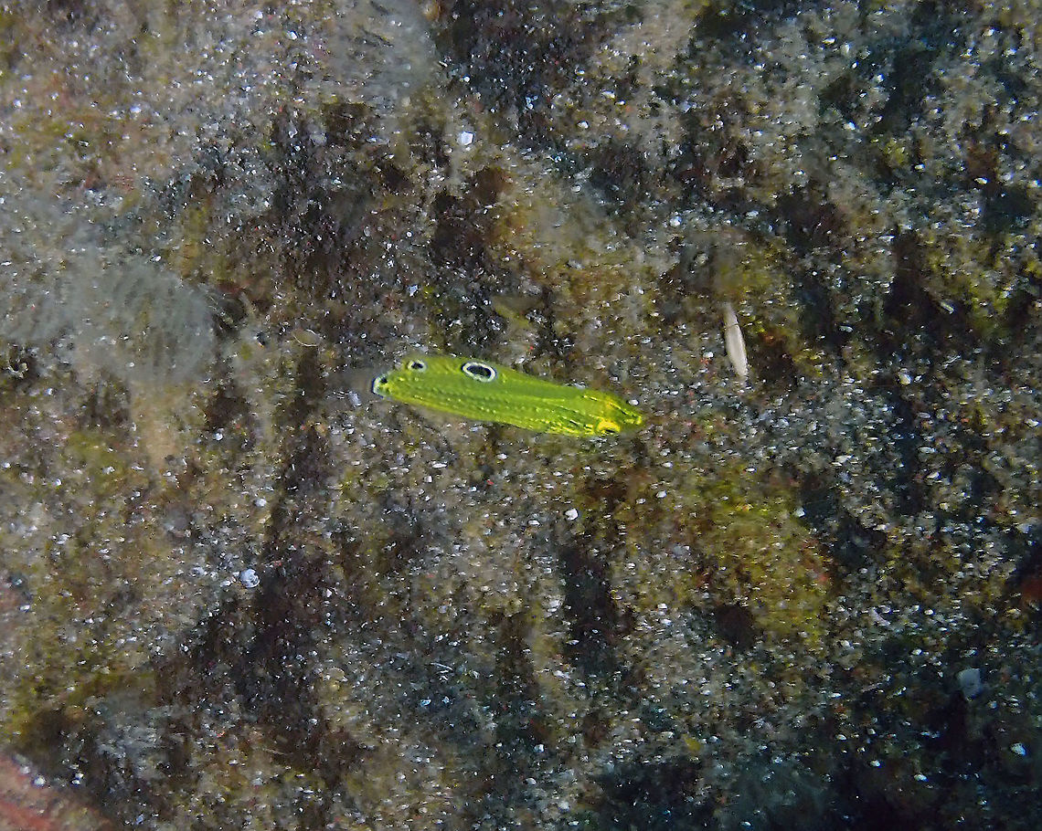 Canary Wrasse baby - Halichoeres chrysus Air Bajo I, Lembeh. Not a very good pic but just to document the coloration changes they go through during development :-) Canary wrasse,Geotagged,Halichoeres chrysus,Indonesia,Spring