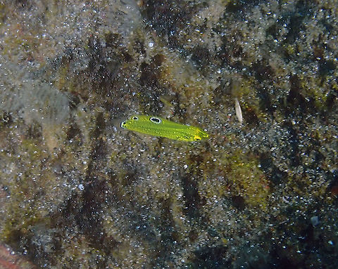 Canary Wrasse baby - Halichoeres chrysus Air Bajo I, Lembeh. Not a very good pic but just to document the coloration changes they go through during development :-) Canary wrasse,Geotagged,Halichoeres chrysus,Indonesia,Spring