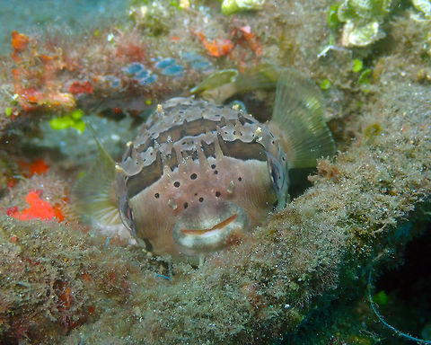 Diodon holocanthus Air Bajo I, Lembeh. Another little smiley! Diodon holocanthus,Geotagged,Indonesia,Longspined porcupinefish,Spring