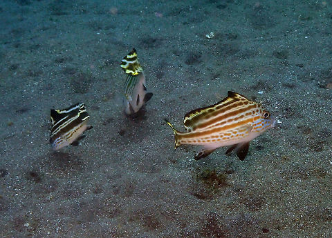 Diagramma pictum-older but still juvenile Air Bajo I, Lembeh
https://www.jungledragon.com/image/81233/diagramma_pictum-older_but_still_juvenile.html Diagramma pictum,Geotagged,Indonesia,Painted sweetlips,Spring