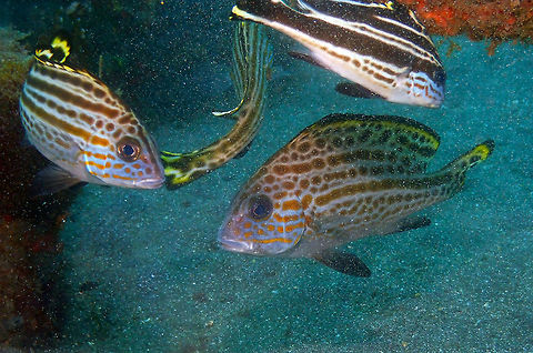 Diagramma pictum-older but still juvenile Air Bajo I, Lembeh Diagramma pictum,Geotagged,Indonesia,Painted sweetlips,Spring