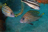 Diagramma pictum-older but still juvenile Air Bajo I, Lembeh Diagramma pictum,Geotagged,Indonesia,Painted sweetlips,Spring