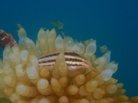 Petroscirtes breviceps Air Bajo I, Lembeh. A bunch of these were hanging out around squid eggs in a line rope.
https://www.jungledragon.com/image/81266/petroscirtes_breviceps.html Geotagged,Indonesia,Petroscirtes breviceps,Spring,Striped poison-fang blenny mimic