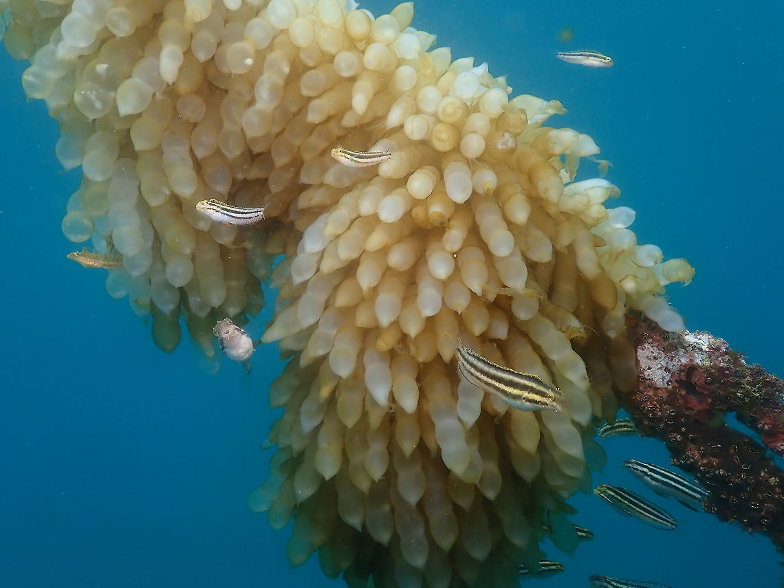 Petroscirtes breviceps Air Bajo I, Lembeh. Geotagged,Indonesia,Petroscirtes breviceps,Spring,Striped poison-fang blenny mimic