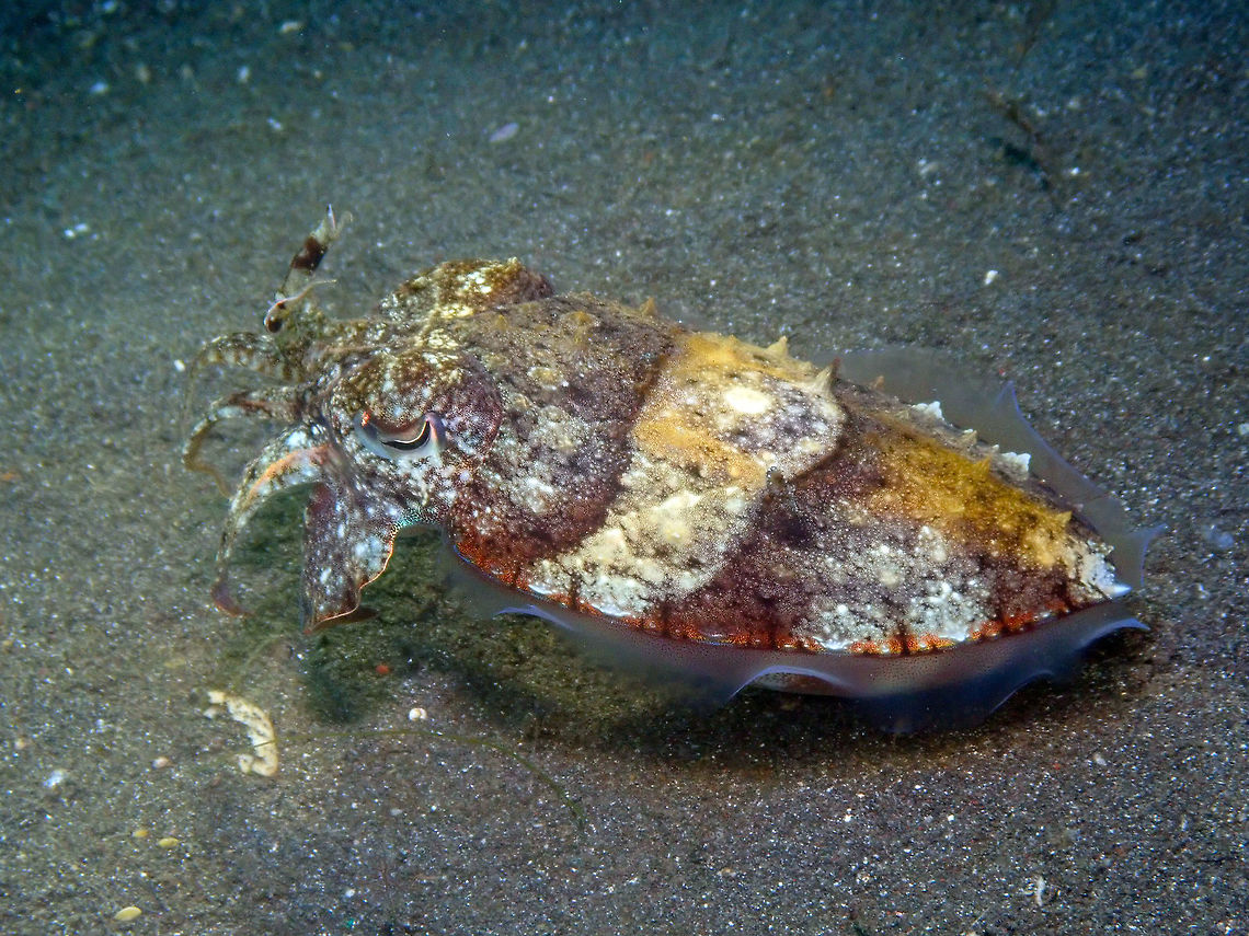Needle Cuttlefish - Sepia aculeata Air Bajo I, Lembeh.<br />
<figure class="photo"><a href="https://www.jungledragon.com/image/81306/needle_cuttlefish_-_sepia_aculeata.html" title="Needle Cuttlefish - Sepia aculeata"><img src="https://s3.amazonaws.com/media.jungledragon.com/images/2298/81306_thumb.JPG?AWSAccessKeyId=05GMT0V3GWVNE7GGM1R2&Expires=1759968010&Signature=e964lUb2PsqaFTL22sH6Ls5XGuE%3D" width="140" height="152" alt="Needle Cuttlefish - Sepia aculeata Air Bajo I, Lembeh.<br />
Frontal view. Geotagged,Indonesia,Needle Cuttlefish,Sepia aculeata,Spring" /></a></figure><br />
<figure class="photo"><a href="https://www.jungledragon.com/image/81307/needle_cuttlefish_-_sepia_aculeata.html" title="Needle Cuttlefish - Sepia aculeata"><img src="https://s3.amazonaws.com/media.jungledragon.com/images/2298/81307_thumb.JPG?AWSAccessKeyId=05GMT0V3GWVNE7GGM1R2&Expires=1759968010&Signature=%2FpMfSTKNkhqLOyA%2BoDz1tbl44q4%3D" width="200" height="150" alt="Needle Cuttlefish - Sepia aculeata Air Bajo I, Lembeh.<br />
Just to show its small size. It is probably a juvenile. Geotagged,Indonesia,Needle Cuttlefish,Sepia aculeata,Spring" /></a></figure> Geotagged,Indonesia,Needle Cuttlefish,Sepia aculeata,Spring