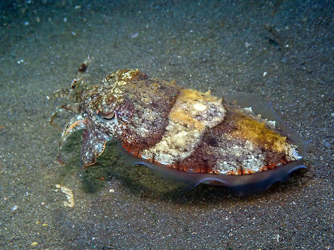 Needle Cuttlefish - Sepia aculeata Air Bajo I, Lembeh.
https://www.jungledragon.com/image/81306/needle_cuttlefish_-_sepia_aculeata.html
https://www.jungledragon.com/image/81307/needle_cuttlefish_-_sepia_aculeata.html Geotagged,Indonesia,Needle Cuttlefish,Sepia aculeata,Spring