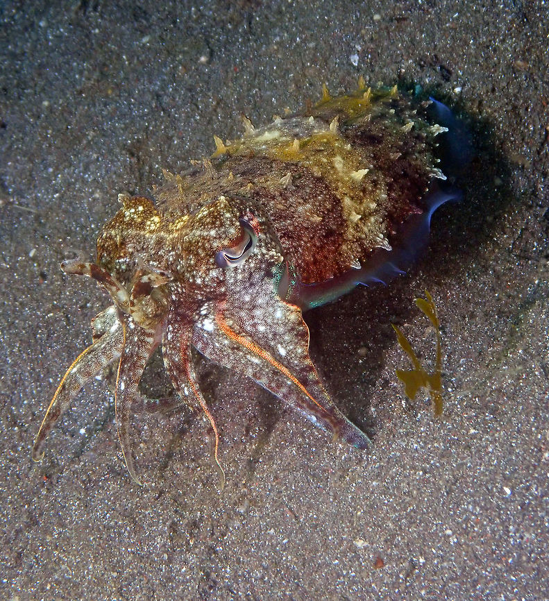 Needle Cuttlefish - Sepia aculeata Air Bajo I, Lembeh.<br />
Frontal view. Geotagged,Indonesia,Needle Cuttlefish,Sepia aculeata,Spring