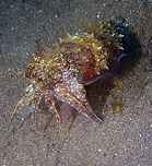 Needle Cuttlefish - Sepia aculeata Air Bajo I, Lembeh.<br />
Frontal view. Geotagged,Indonesia,Needle Cuttlefish,Sepia aculeata,Spring