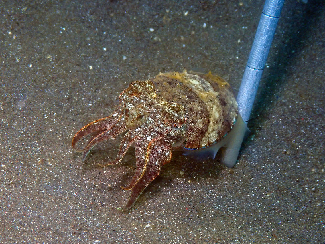 Needle Cuttlefish - Sepia aculeata Air Bajo I, Lembeh.<br />
Just to show its small size. It is probably a juvenile. Geotagged,Indonesia,Needle Cuttlefish,Sepia aculeata,Spring