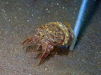 Needle Cuttlefish - Sepia aculeata Air Bajo I, Lembeh.<br />
Just to show its small size. It is probably a juvenile. Geotagged,Indonesia,Needle Cuttlefish,Sepia aculeata,Spring