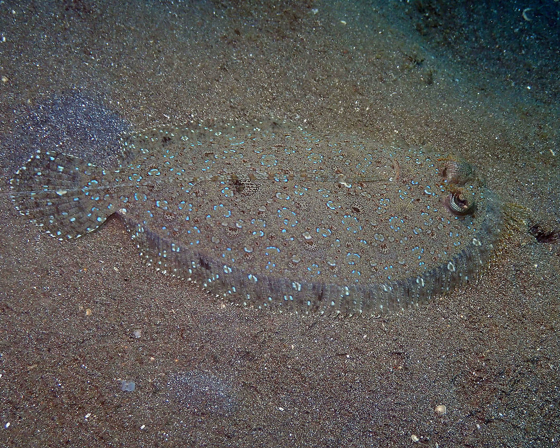 Bothus pantherinus Air Bajo I, Lembeh.<br />
 ...those eyes... Bothus pantherinus,Geotagged,Indonesia,Leopard flounder,Spring