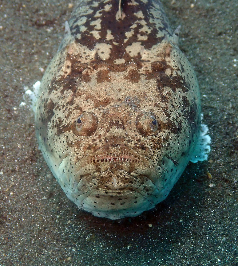 Uranoscopus sulphureus Air Bajo I, Lembeh.<br />
Lateral views of the body:<br />
<figure class="photo"><a href="https://www.jungledragon.com/image/81474/uranoscopus_sulphureus.html" title="Uranoscopus sulphureus"><img src="https://s3.amazonaws.com/media.jungledragon.com/images/2298/81474_thumb.JPG?AWSAccessKeyId=05GMT0V3GWVNE7GGM1R2&Expires=1767225610&Signature=u4NoIoncONUAF7NkrvZ4MOV0d58%3D" width="200" height="150" alt="Uranoscopus sulphureus Air Bajo I, Lembeh. Out of the sand! Geotagged,Indonesia,Spring,Uranoscopus sulphureus,Whitemargin stargazer" /></a></figure><br />
<figure class="photo"><a href="https://www.jungledragon.com/image/81475/uranoscopus_sulphureus.html" title="Uranoscopus sulphureus"><img src="https://s3.amazonaws.com/media.jungledragon.com/images/2298/81475_thumb.JPG?AWSAccessKeyId=05GMT0V3GWVNE7GGM1R2&Expires=1767225610&Signature=XQxycU0vXPj24SoNH413B%2FRBpoM%3D" width="200" height="150" alt="Uranoscopus sulphureus Air Bajo I, Lembeh. Another lateral view. Geotagged,Indonesia,Spring,Uranoscopus sulphureus,Whitemargin stargazer" /></a></figure> Geotagged,Indonesia,Spring,Uranoscopus sulphureus,Whitemargin stargazer