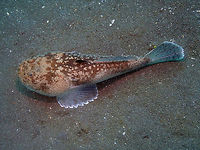 Uranoscopus sulphureus Air Bajo I, Lembeh. Out of the sand! Geotagged,Indonesia,Spring,Uranoscopus sulphureus,Whitemargin stargazer
