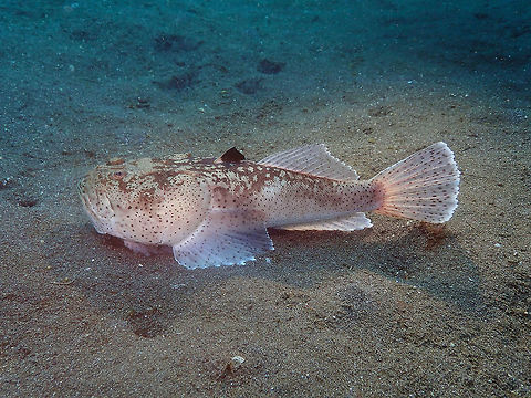 Uranoscopus sulphureus Air Bajo I, Lembeh. Another lateral view. Geotagged,Indonesia,Spring,Uranoscopus sulphureus,Whitemargin stargazer