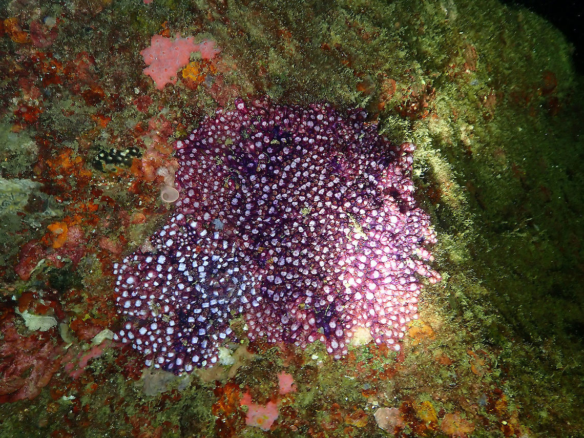 Eusyntyela_latericius The Monument, Lembeh. Eusynstyela latericius,Eusynstyela latericius Tunicate,Geotagged,Indonesia,Spring