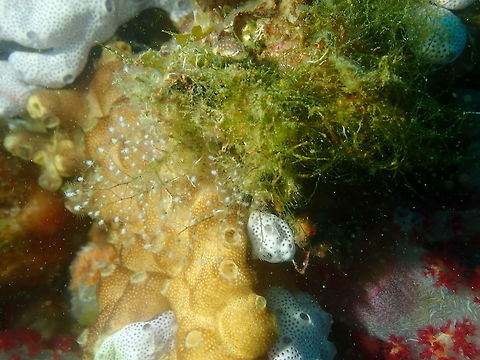 Leptoclinides reticulatus Air Bajo I, Lembeh. It is the creamy colored tunicate colony. Encrusting Sea Squirt,Geotagged,Indonesia,Leptoclinides reticulatus,Spring