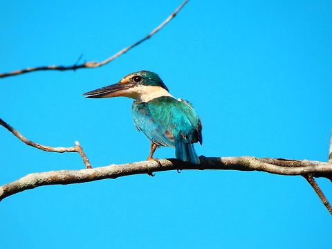 Sacred Kingfisher - Todiramphus sanctus Did you think I would only take pics in Lembeh underwater?? No way, MacKey! Here I officially startthe saga on land pictures of Lembeh/ Sulawesi land species :-D Geotagged,Indonesia,Kingfisher,Lembeh,Sacred Kingfisher,Spring,Todiramphus sanctus,bird
