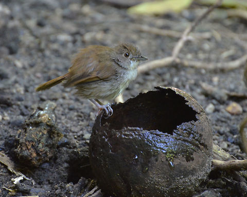Sulawesi Babbler - Trichastoma celebense Bathing in a broken coconut filled with rain water, this bird may look scruffy and inconspicuous but it produces one beautiful call that is very characteristic of the Lembeh and Sulawesian coastal forests. Every morning I heard their distinctive call and one day I decided to record it. You can hear it in the video below:
https://youtu.be/padf0S-QQFg Geotagged,Indonesia,Spring,Sulawesi babbler,Trichastoma celebense