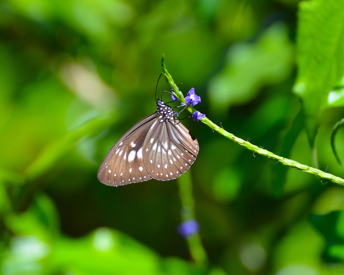 Long branded blue crow - Euploea algea kirbyi Also in Lembeh Island by our lodge.  Butterfly,Euploea algea,Geotagged,Indonesia,Lembeh,Long branded blue crow,Milkweed Butterfly,Spring