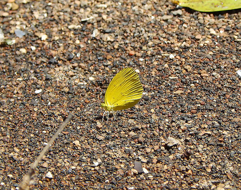 Common grass yellow-Eurema hecabe Seen in a little cove of the Walenekoko Bay in the island of Lembeh. The species identification is totally prospective> I am more certain of the genus, Eurema. Common Grass Yellow,Eurema hecabe,Geotagged,Indonesia,Spring