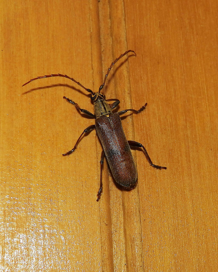 Longhorn Beetle Female It was the size of my index finger and it entered our cabin. Needless to say we made a few pics of our visitor and then released her back in the forest.<br />
The male has flaky antennae, by the way. Aprosictus duivenbodei,Geotagged,Indonesia,Lembeh,Longhorn Beetle Aprosictus,Longhorn beetle,Spring
