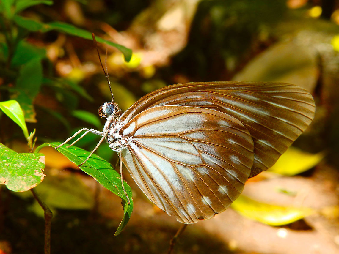 Pareronia tritaea Butterfly In the forest next to our cabins in the South of Lembeh island. I still need to find the ID! Butterfly,Geotagged,Indonesia,Lembeh,Pareronia tritaea,Spring
