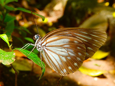 Pareronia tritaea Butterfly In the forest next to our cabins in the South of Lembeh island. I still need to find the ID! Butterfly,Geotagged,Indonesia,Lembeh,Pareronia tritaea,Spring