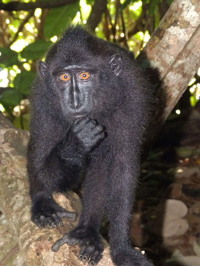Celebes crested macaque - Macaca nigra Tangkoko, Sulawesi.<br />
This young Celebes Crested Macaque seems to be thinking &quot;who would come to Sulawesi and not come to see us in Tangkoko??&quot; and he is right! I could not miss this wonderful endemic macaque species. We found a group in the Tangkoko National Park, very close to the beach of the park in the north of the island. Youngsters playing, moms with babies and dominant males a bit wounded from fighting with each other. They seemed to be used to see humans and I had to be careful for my belongings while making pictures as they came from the branches above, right behind me ..hilarious moment! Celebes Crested macaque,Geotagged,Indonesia,Macaca nigra,Spring