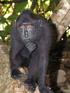 Celebes crested macaque - Macaca nigra Tangkoko, Sulawesi.
This young Celebes Crested Macaque seems to be thinking "who would come to Sulawesi and not come to see us in Tangkoko??" and he is right! I could not miss this wonderful endemic macaque species. We found a group in the Tangkoko National Park, very close to the beach of the park in the north of the island. Youngsters playing, moms with babies and dominant males a bit wounded from fighting with each other. They seemed to be used to see humans and I had to be careful for my belongings while making pictures as they came from the branches above, right behind me ..hilarious moment! Celebes Crested macaque,Geotagged,Indonesia,Macaca nigra,Spring