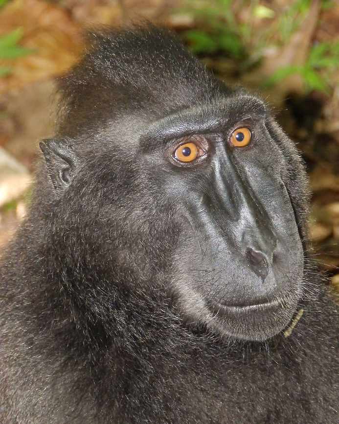 Celebes crested macaque - Macaca nigra Tangkoko,Sulawesi. Close up of one of the dominant males of the group while he was sitting in the ground. Celebes Crested macaque,Geotagged,Indonesia,Macaca nigra,Spring