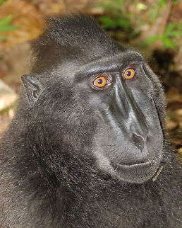 Celebes crested macaque - Macaca nigra Tangkoko,Sulawesi. Close up of one of the dominant males of the group while he was sitting in the ground. Celebes Crested macaque,Geotagged,Indonesia,Macaca nigra,Spring