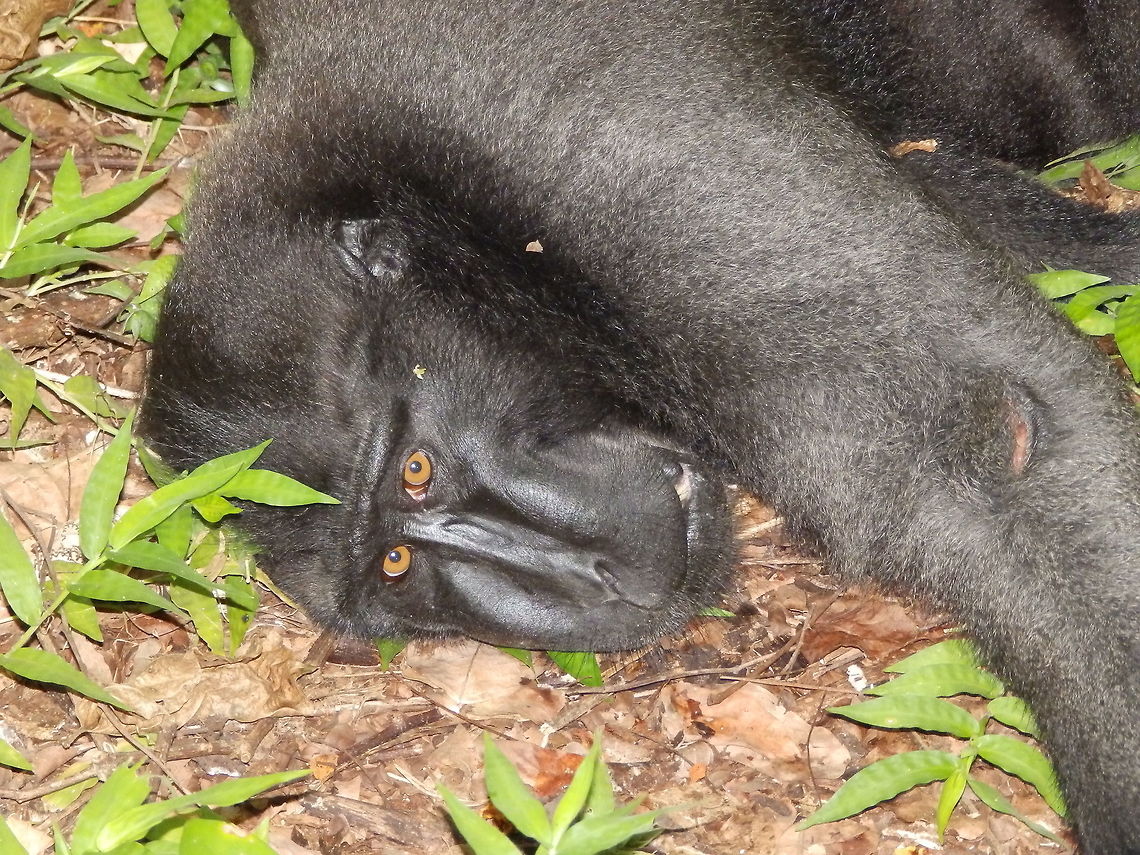 Celebes crested macaque - Macaca nigra Tangkoko, Sulawesi. This male was being tended by two females or juveniles for a large wound he had on its back which I presume was the result of fighting with another male in the group. Celebes Crested macaque,Geotagged,Indonesia,Macaca nigra,Spring,Sulawesi