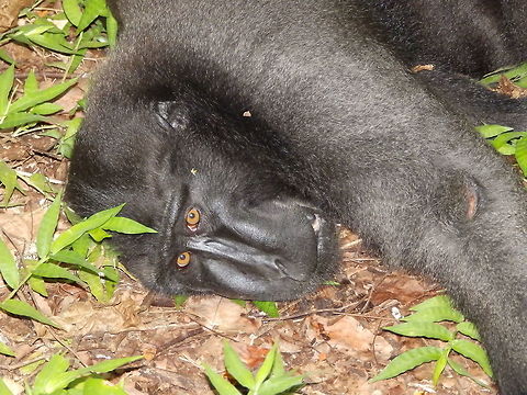 Celebes crested macaque - Macaca nigra Tangkoko, Sulawesi. This male was being tended by two females or juveniles for a large wound he had on its back which I presume was the result of fighting with another male in the group. Celebes Crested macaque,Geotagged,Indonesia,Macaca nigra,Spring,Sulawesi
