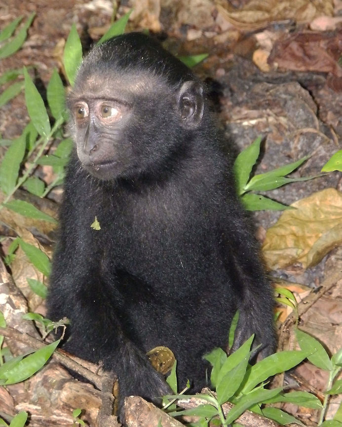 Celebes crested macaque - Macaca nigra Tangkoko, Sulawesi. A toddler playing in the ground. Celebes Crested macaque,Geotagged,Indonesia,Macaca nigra,Spring,Sulawesi