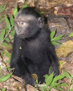 Celebes crested macaque - Macaca nigra Tangkoko, Sulawesi. A toddler playing in the ground. Celebes Crested macaque,Geotagged,Indonesia,Macaca nigra,Spring,Sulawesi