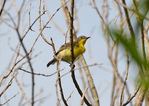 Golden-bellied gerygone-Gerygone sulphurea Perching on a tree in front of our cabin in Lembeh. Geotagged,Gerygone sulphurea,Golden-bellied gerygone,Indonesia,Spring