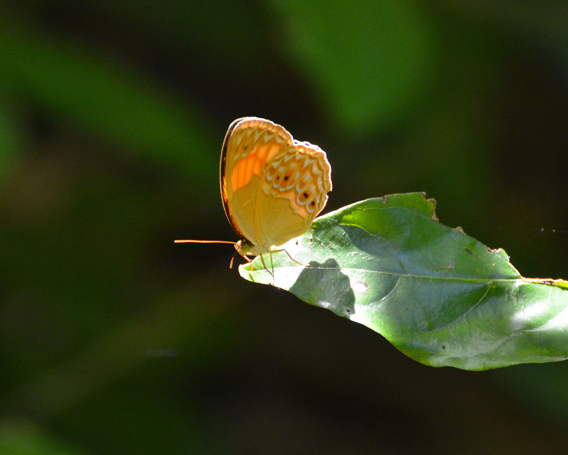 Cupha maeonides male Fluttering by the trees around our lodge in Lembeh.<br />
<a href="https://www.floridamuseum.ufl.edu/neotropica/image-archives/butterflies-of-se-sulawesi/" rel="nofollow">https://www.floridamuseum.ufl.edu/neotropica/image-archives/butterflies-of-se-sulawesi/</a> Butterfly Cupha maeonides,Cupha maeonides,Geotagged,Indonesia,Spring