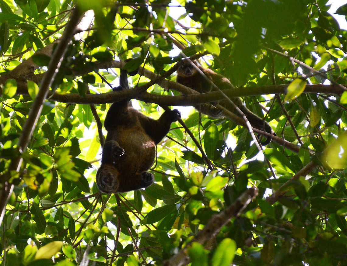 Sulawesi bear cuscus- Ailurops ursinus (mom and child) At the top of the canopy in Tangkoko, Sulawesi. Ailurops ursinus,Geotagged,Indonesia,Spring,Sulawesi bear cuscus