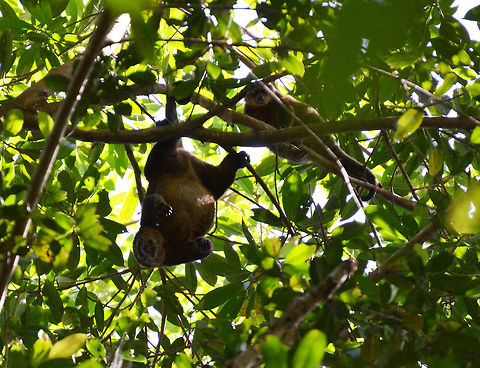 Sulawesi bear cuscus- Ailurops ursinus (mom and child) At the top of the canopy in Tangkoko, Sulawesi. Ailurops ursinus,Geotagged,Indonesia,Spring,Sulawesi bear cuscus