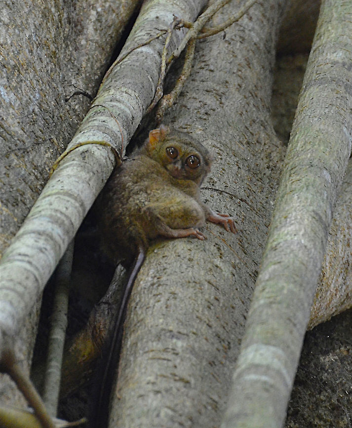 Spectral Tarsier - Tarsier tarsier Tangkoko, Sulawesi. They were all hiding in a hollow tree because of the strong heat in the early afternoon so we were lucky that one of them peered out!<br />
<br />
Quoting from this reference:<br />
<a href="http://guideplanet.com/introducing-the-smallest-primate-in-the-world-on-tangkoko-national-park/" rel="nofollow">http://guideplanet.com/introducing-the-smallest-primate-in-the-world-on-tangkoko-national-park/</a><br />
<br />
<<Tarsius has O blood type, similar to humans. Its head can rotate up to 180 degrees. Although it has a tiny body, Tarsius is able to jump from one tree to another up to 3 meters of distance. The unique thing is that Tarsius cannot walk on the ground. If it falls from a tree, it will immediately jump to it and climb it back up.<br />
<br />
Tarsius is a nocturnal animal. It spends most of its day sleeping and hanging on a tree branch, and then it goes hunting for food at night. It has huge eyes, probably even bigger than its brain, for a better night vision.<br />
<br />
Even if Tarsius is considered as a rare species, it is very difficult to conserve them. They are very shy and they tend to run away when they encounter humans--who can blame them!--<br />
<br />
It is also impossible to breed them on a conservation area, outside their natural habitat because they will get stressed out. If a Tarsius gets stressed out, he will hurt himself and commit suicide.>> Spectral tarsier,Tarsius tarsier