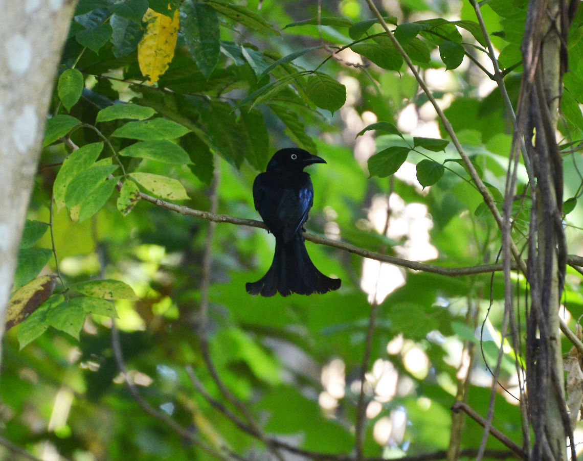 Hair-crested_Drongo-Dicrurus_hottentottus Tangkoko, Sulawesi. The crest was flat but he had one :-D Dicrurus hottentottus,Geotagged,Hair-crested drongo,Indonesia,Spring