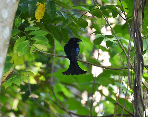 Hair-crested_Drongo-Dicrurus_hottentottus Tangkoko, Sulawesi. The crest was flat but he had one :-D Dicrurus hottentottus,Geotagged,Hair-crested drongo,Indonesia,Spring
